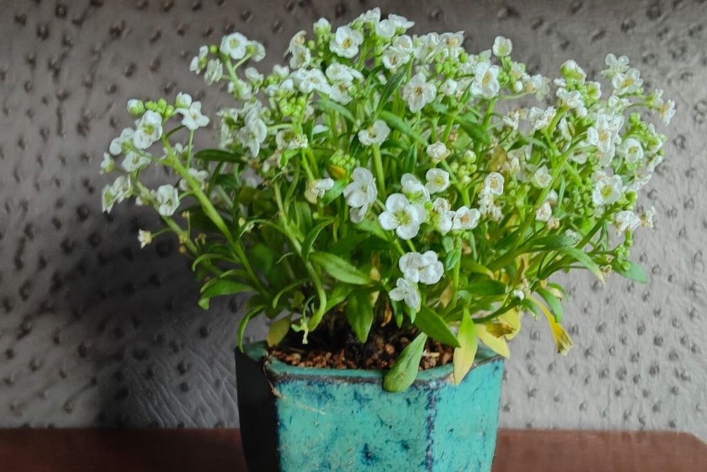 Taller Kokedama Bidez Mar